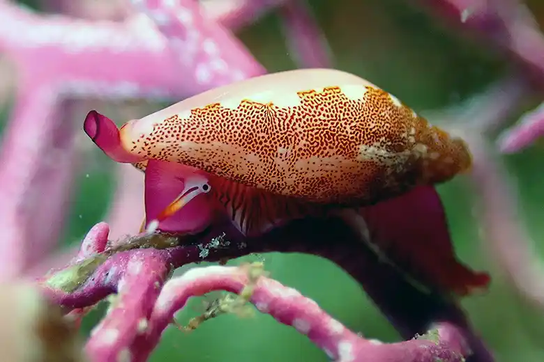 Simnia spelta