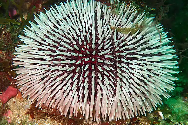 Sphaerechinus granularis