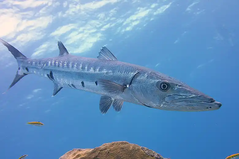 Sphyraena sphyraena