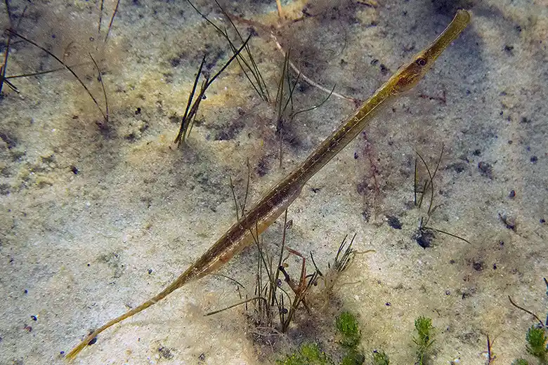 Syngnathus typhle
