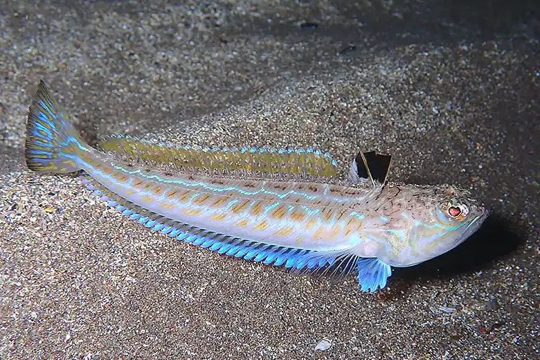 Trachinus draco