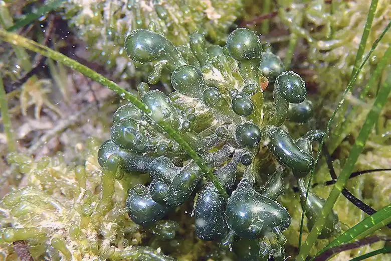 Valònia aegagropila