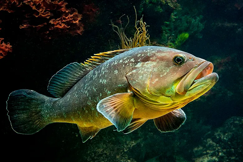 Epinephelus marginatus