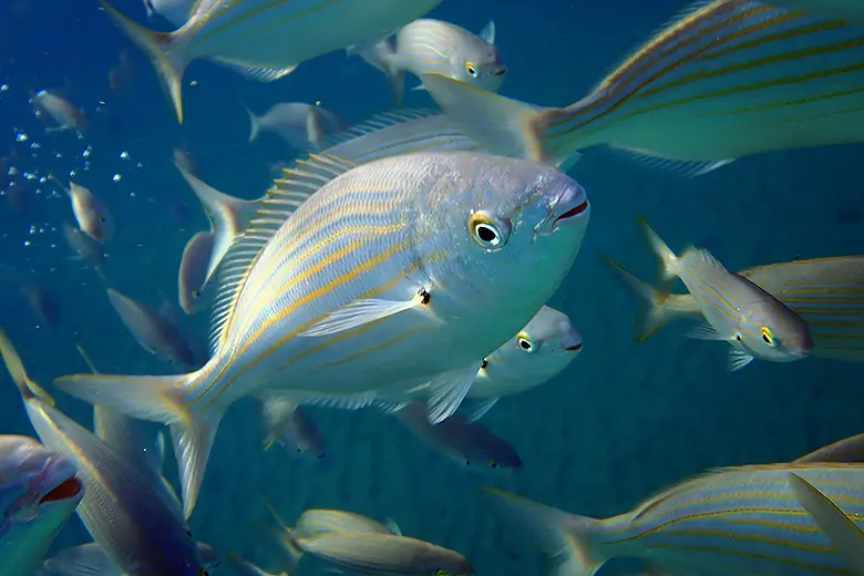 Sarpa salpa