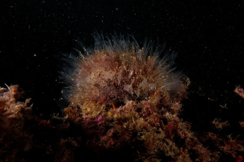 Aglaophenia pluma
