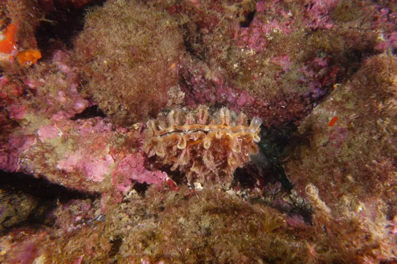 Pinna rudis