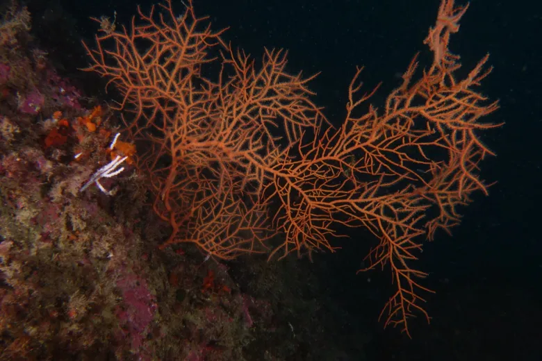 Leptogorgia sarmentosa