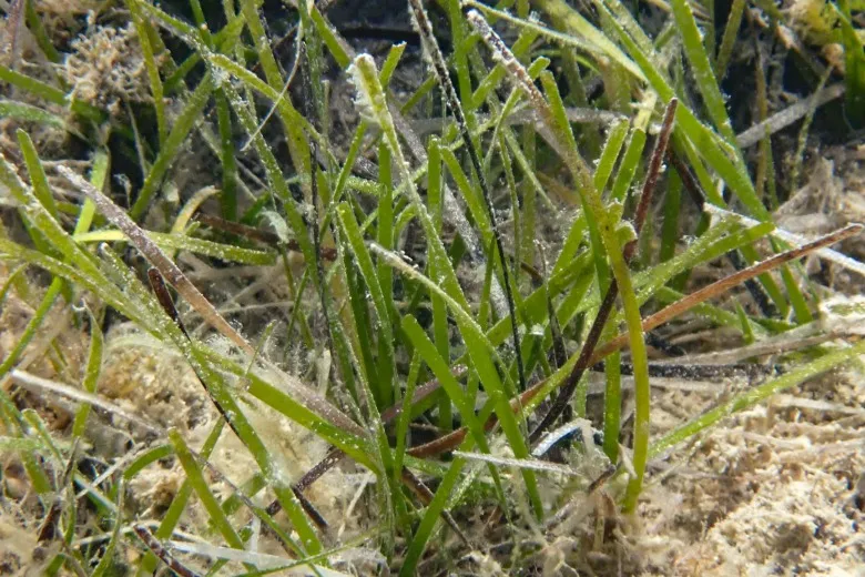 Cymodocea nodosa