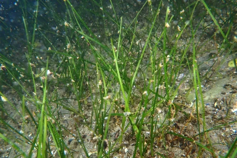 Nanozostera noltei