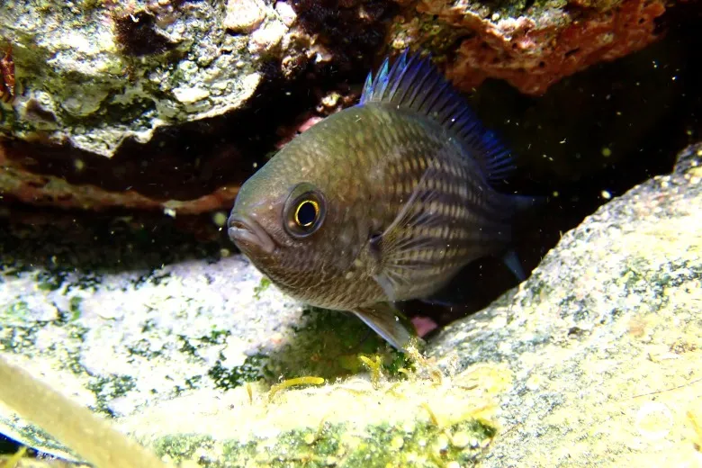 Chromis chromis