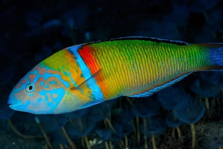 Thalassoma pavo