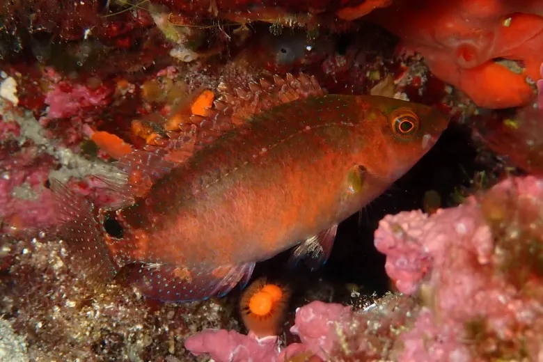 Symphodus mediterraneus