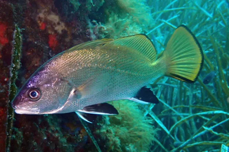 Sciaena umbra