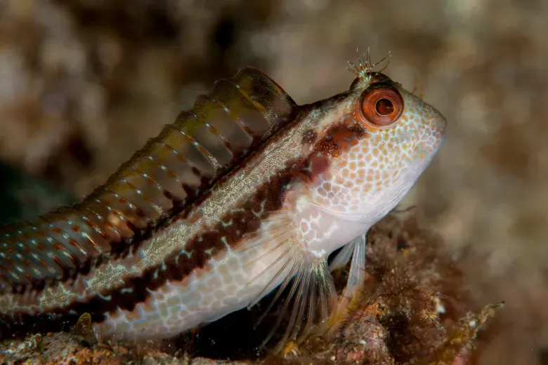 Parablennius pilicornis