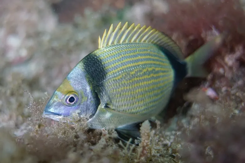 Diplodus vulgaris