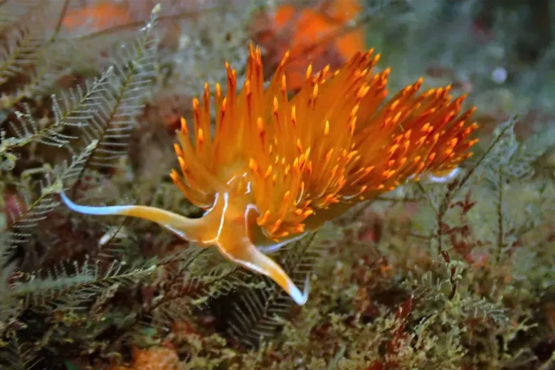 Dondice banyulensis
