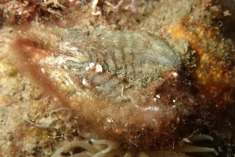 Arca noae