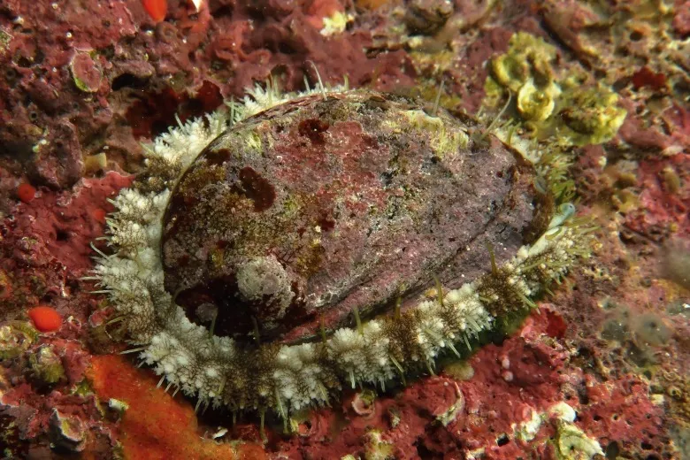Haliotis tuberculata