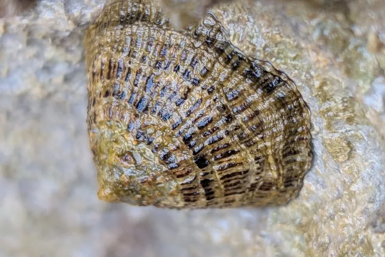 Patella rustica