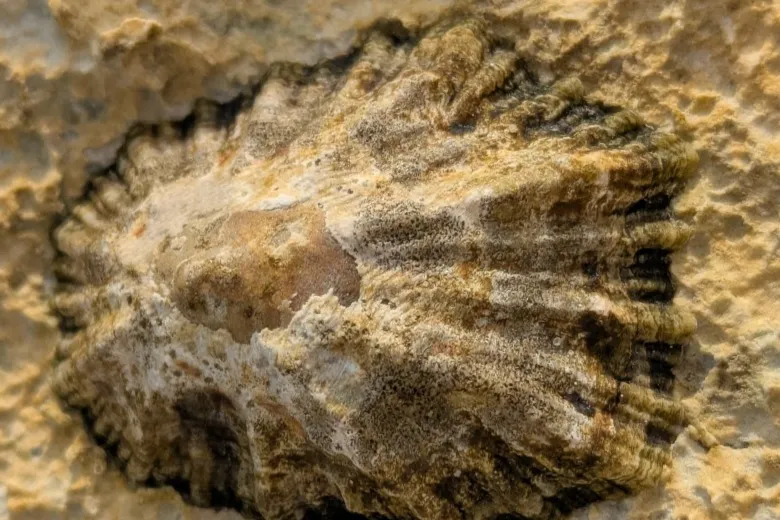 Patella caerulea