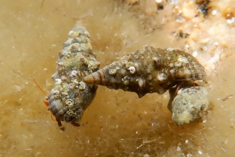 Cerithium vulgatum