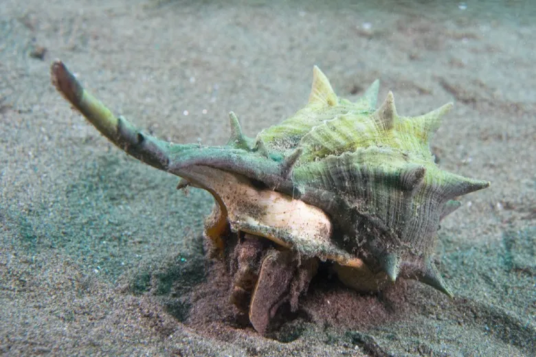 Bolinus brandaris