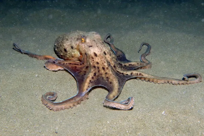 Eledone moschata