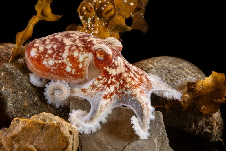 Eledone cirrhosa