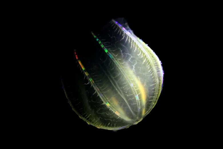 Beroe ovata