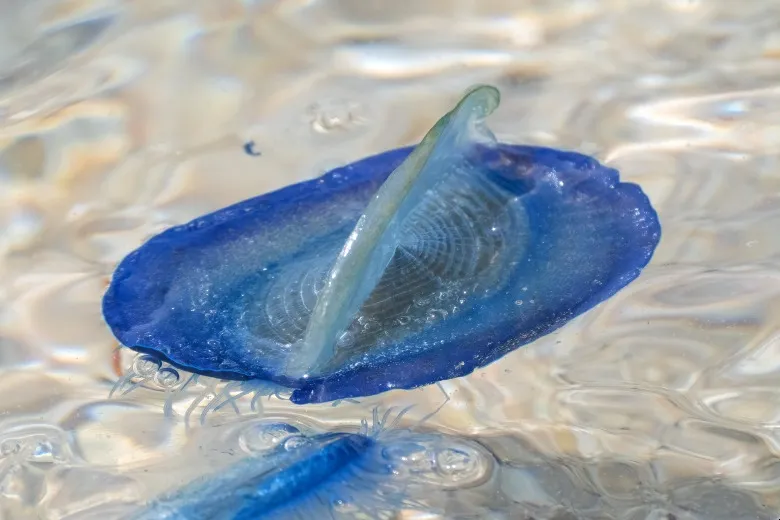 Velella velella