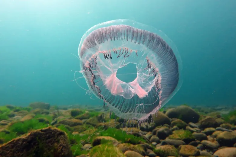 Aequorea forskalea