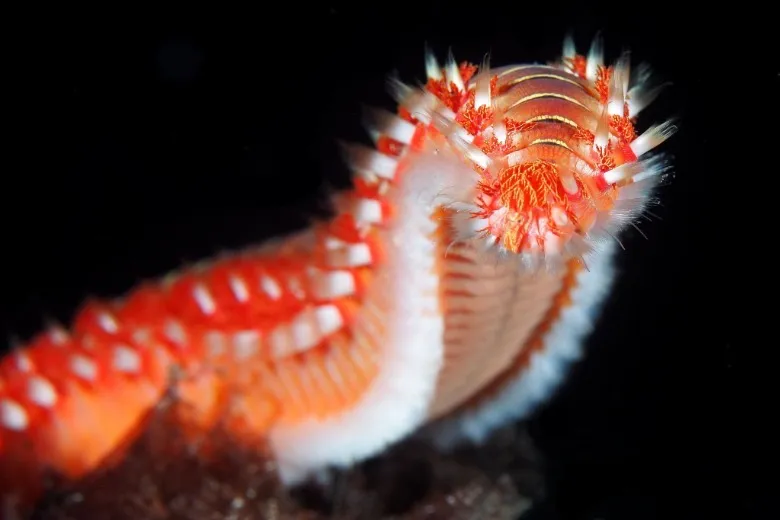 Hermodice carunculata