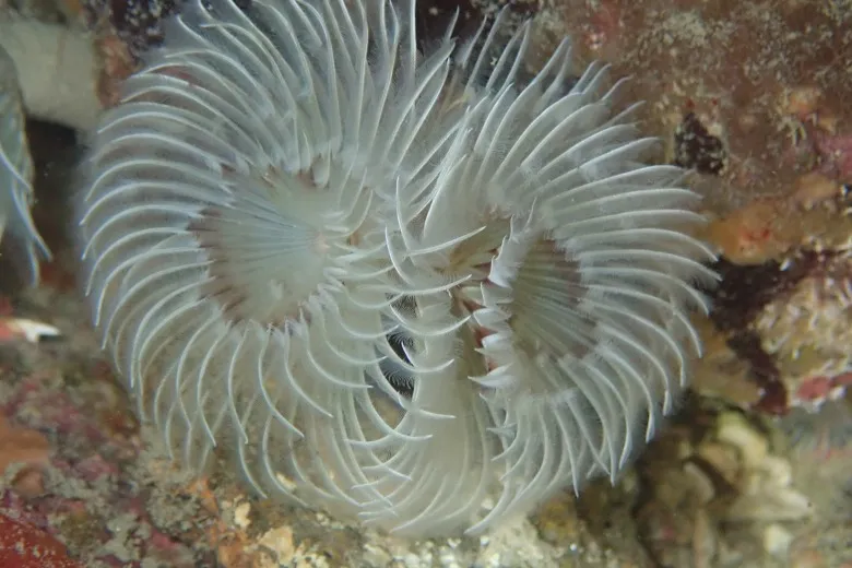 Bispira volutacornis