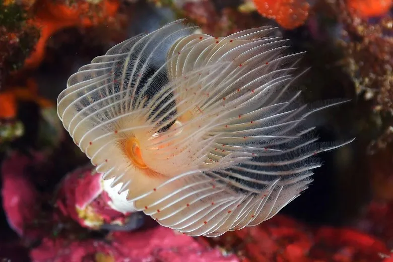 Protula tubularia