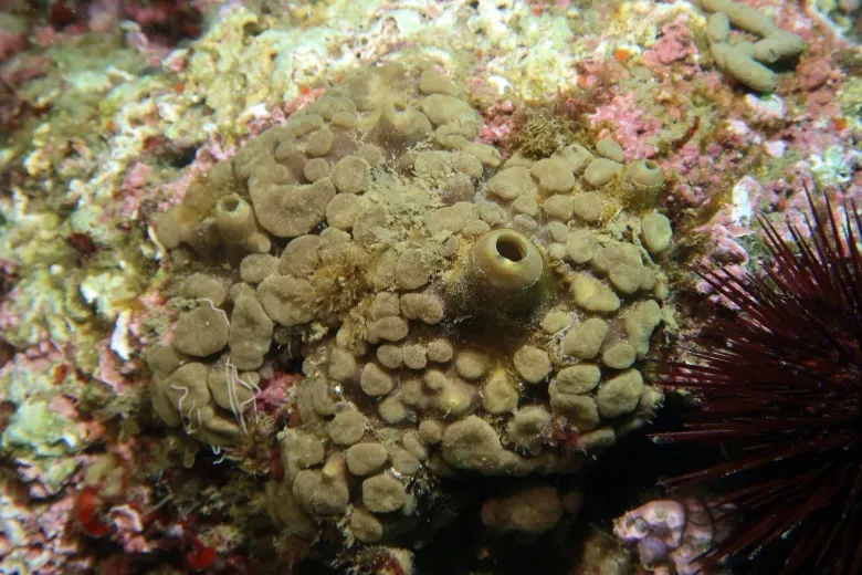 Cliona viridis