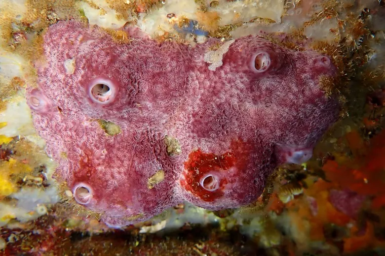 Ircinia variabilis