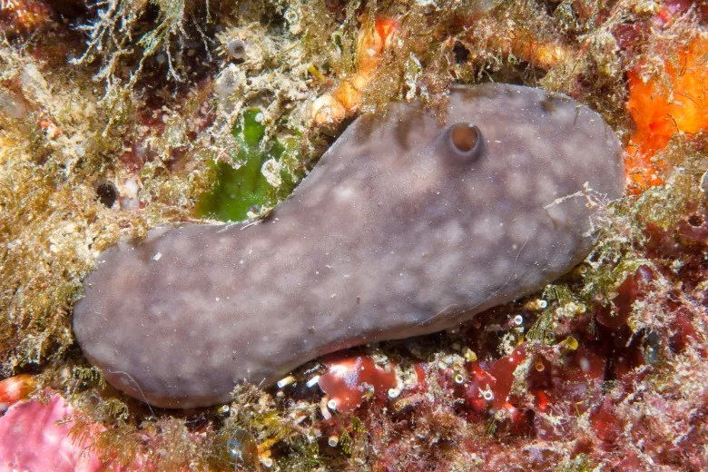 Chondrosia reniformis
