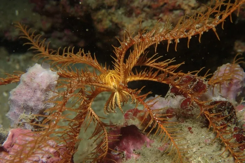 Antedon mediterranea