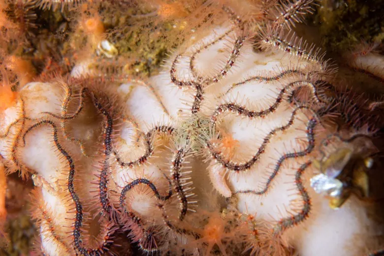 Ophiothrix fragilis
