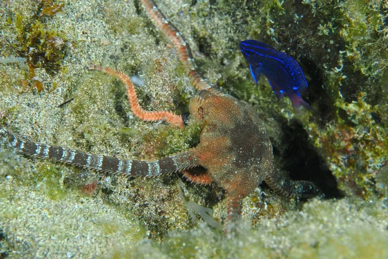 Ophioderma longicaudum