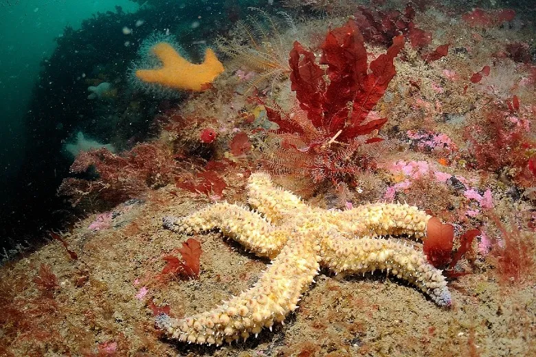 Marthasterias glacialis