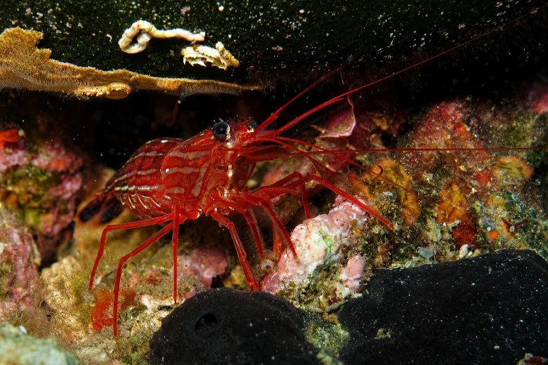 Lysmata seticaudata
