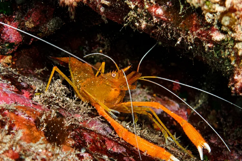 Stenopus spinosus