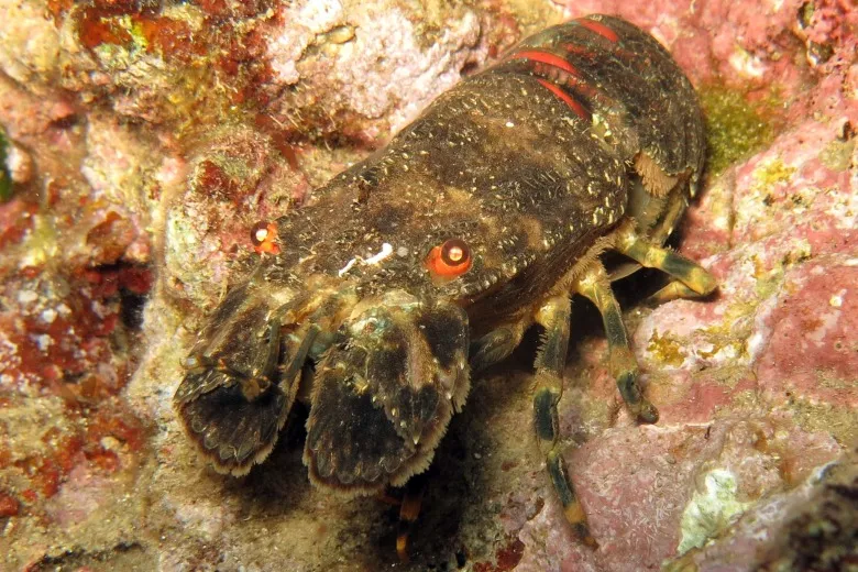 Scyllarus arctus