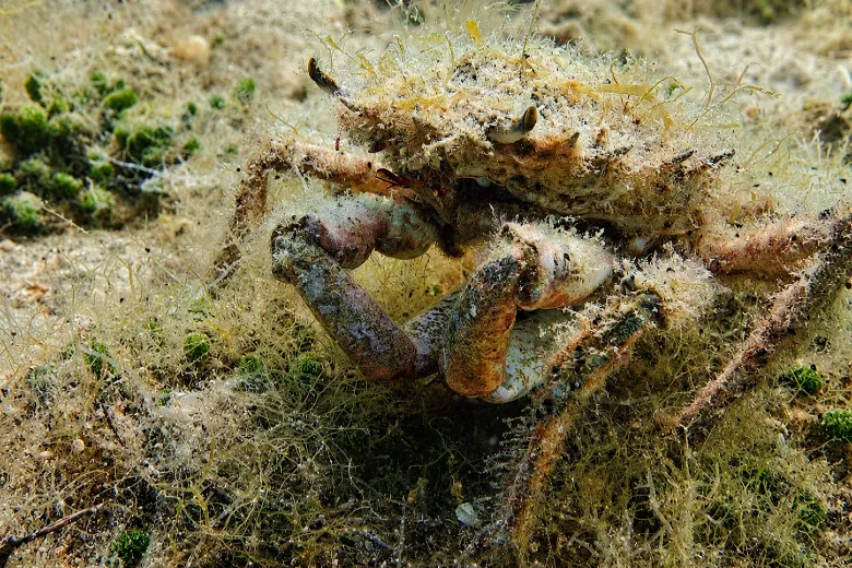 Maja crispata