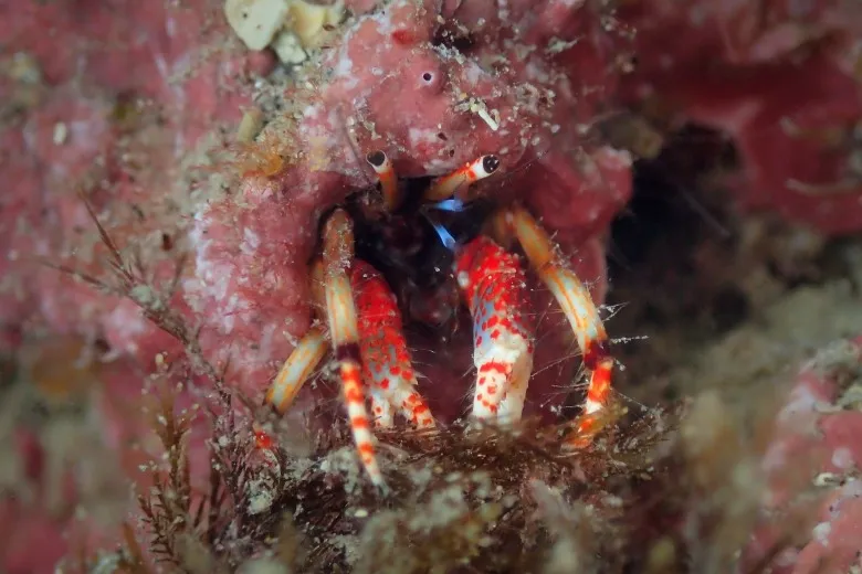 Calcinus tubularis