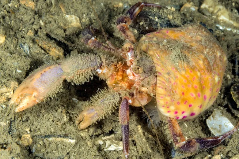 Pagurus prideaux
