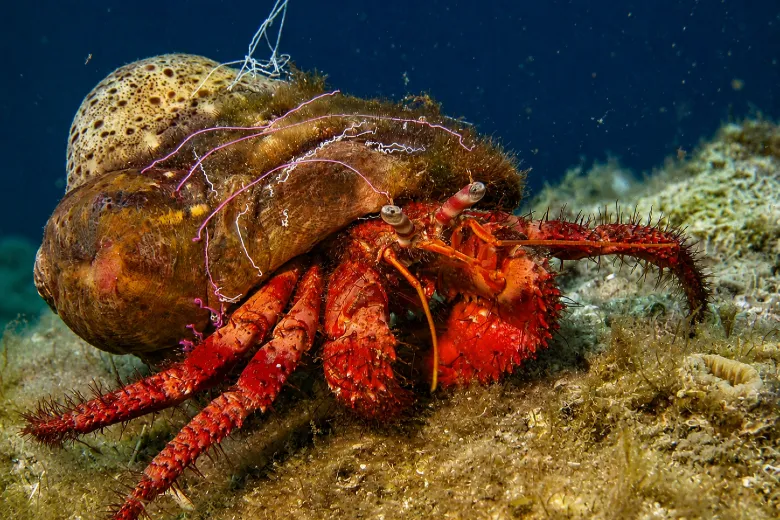 Dardanus calidus