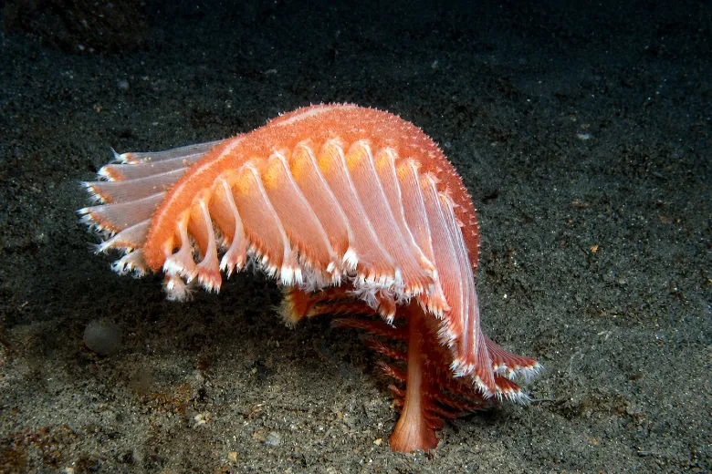 Pennatula rubra