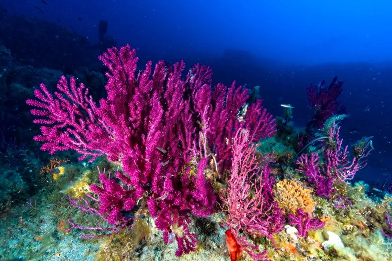 Paramuricea clavata